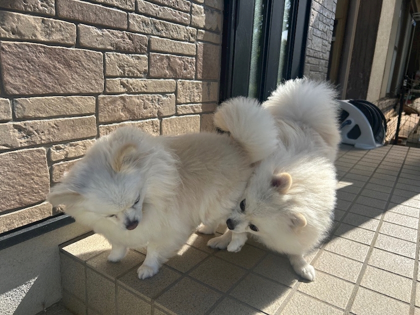 ママ七瀬　あや