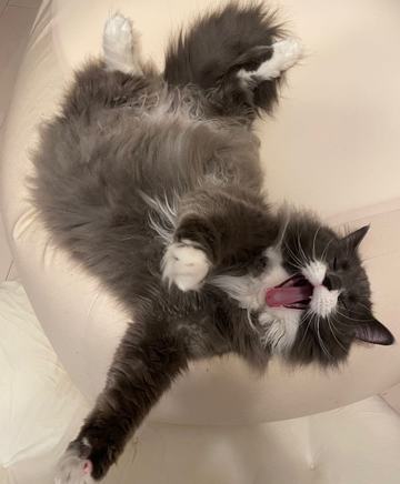 ｢ママは親知らずが痛くて･･･