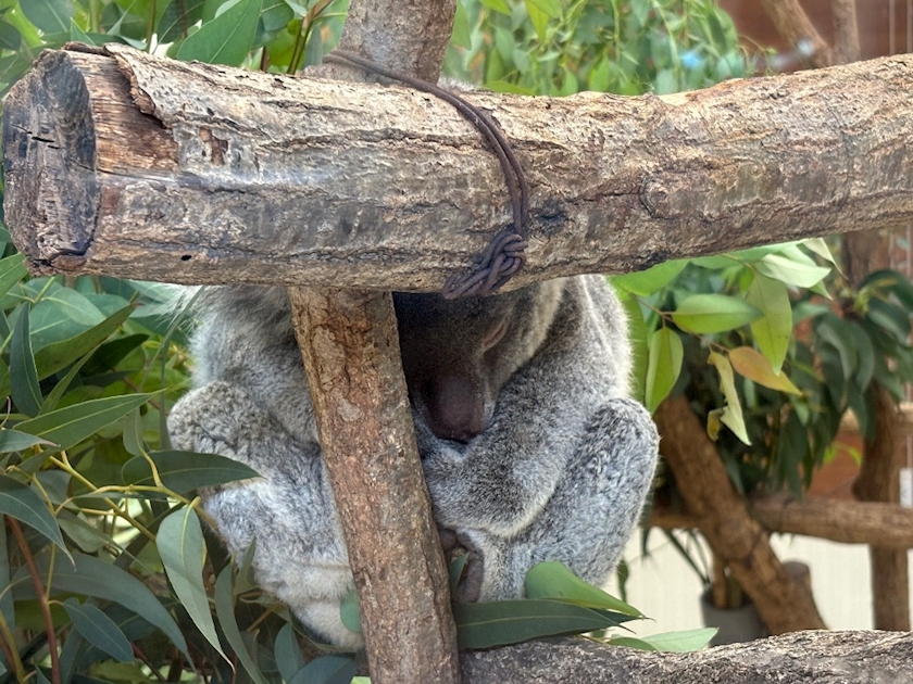 Vivienne日記1502343