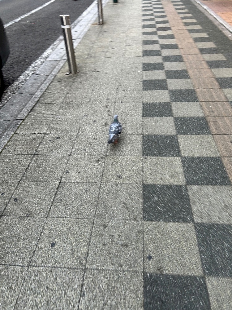 一条 葵