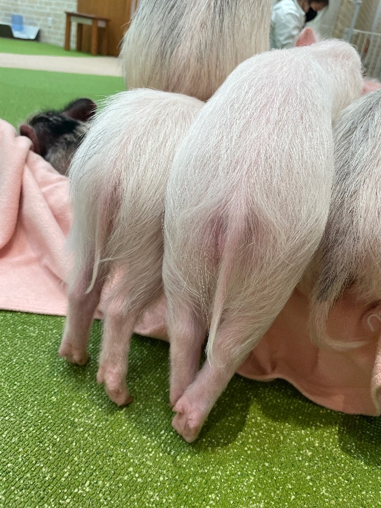 今月終わったら一番にしたいこと。