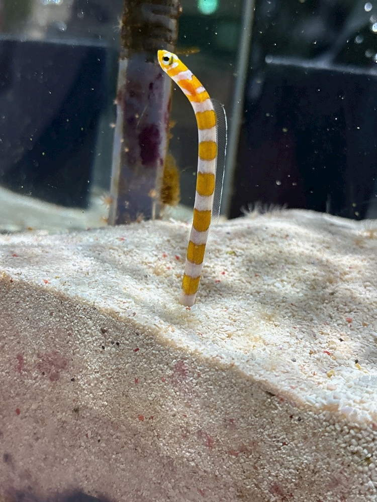 しゅっ🫶🏻🫶🏻