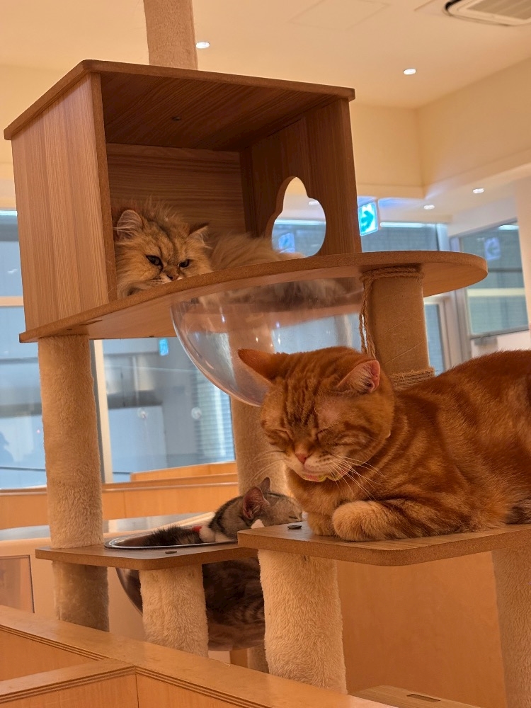 くらぶ色錦日記1557634