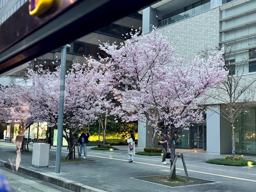 クラブカゲロウ・錦日記1622930