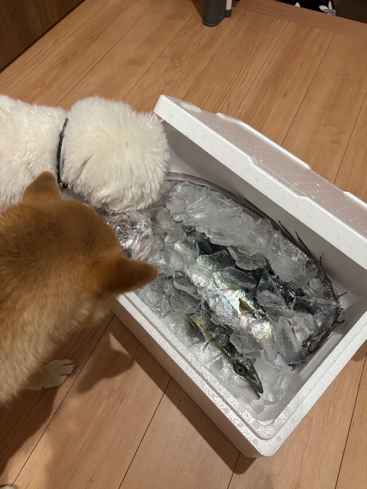 WISTERIA日記1551101