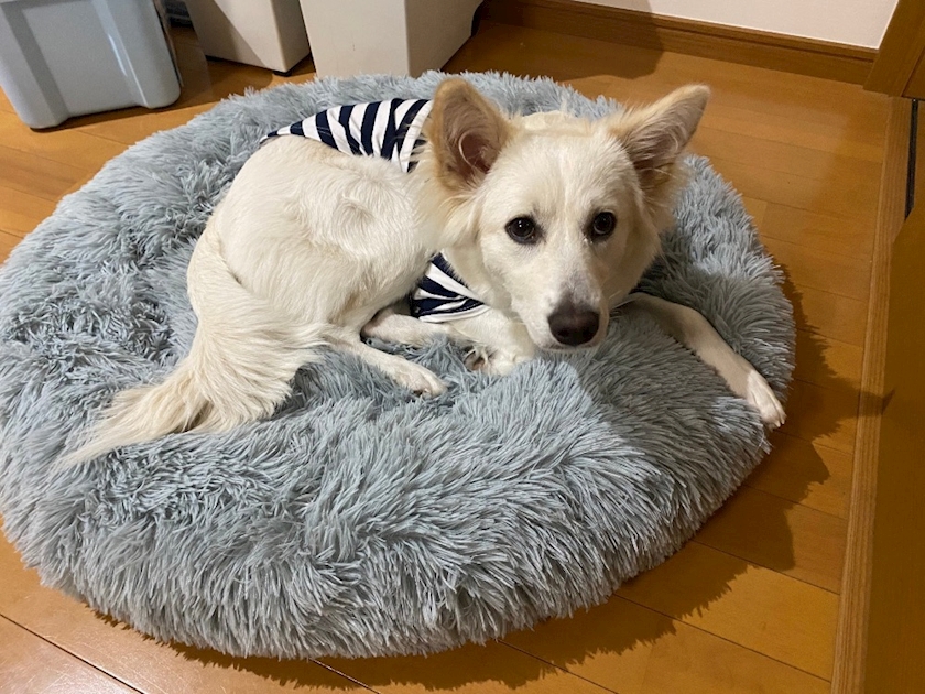 クラブグリム・小牧店日記1712022
