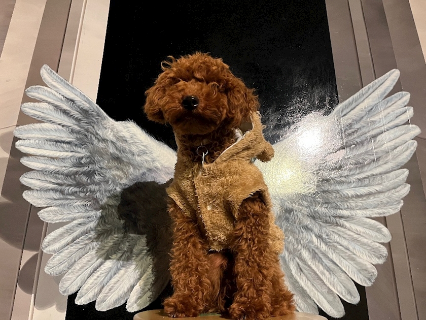 船橋 VELLUGUE日記818200