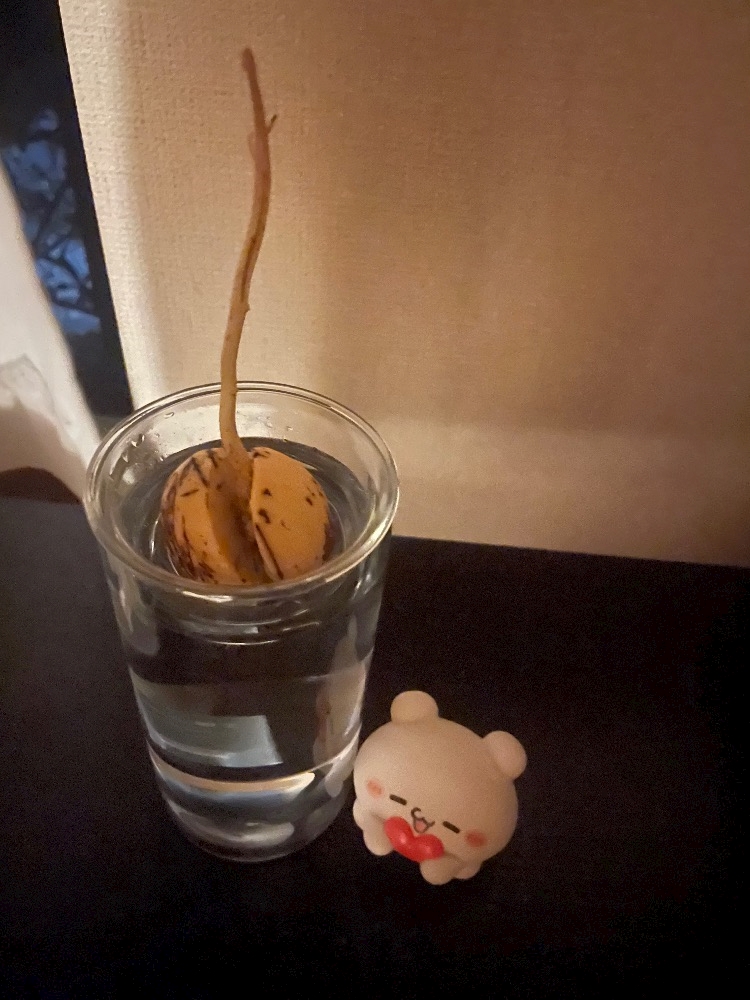 一条 葵