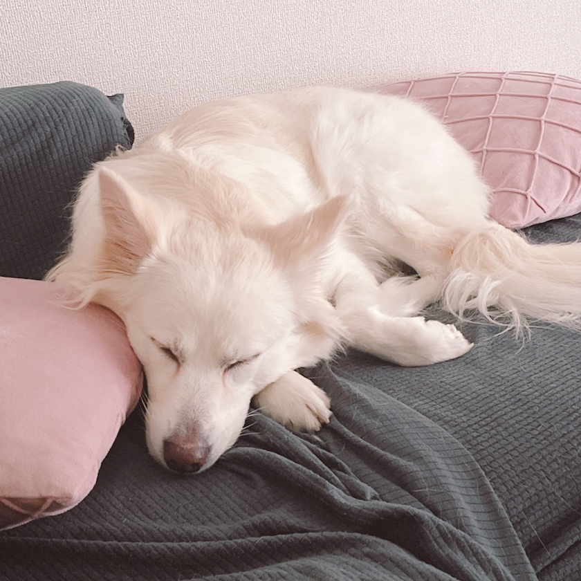 クラブグリム・小牧店日記1622283