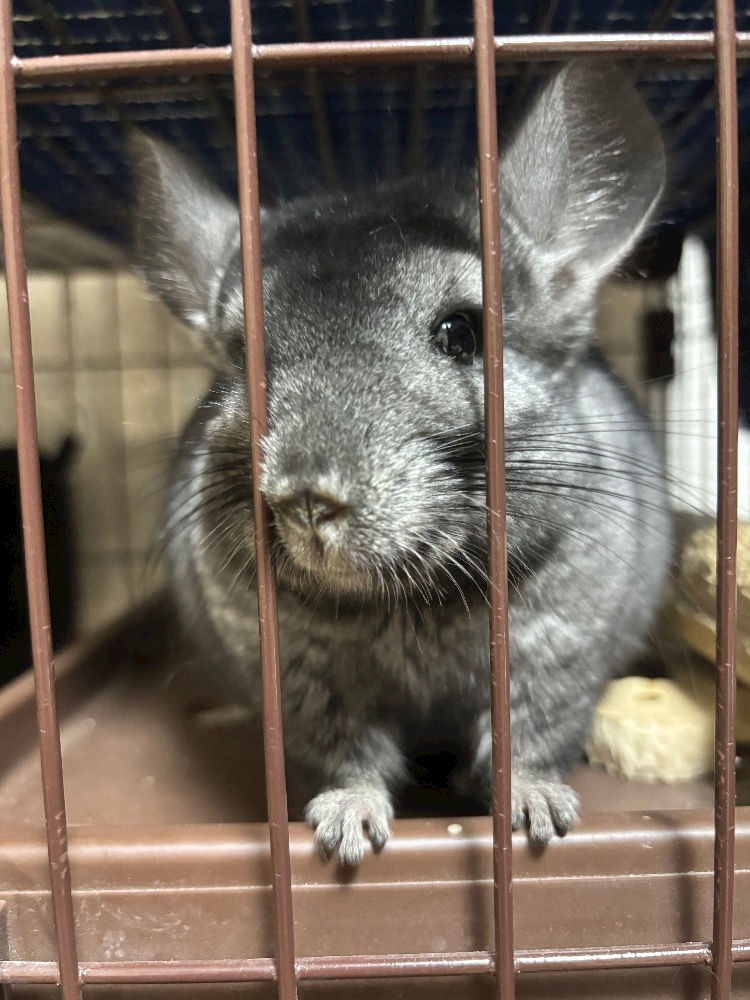 NIGHT CLUB HALO 天文館日記1090561