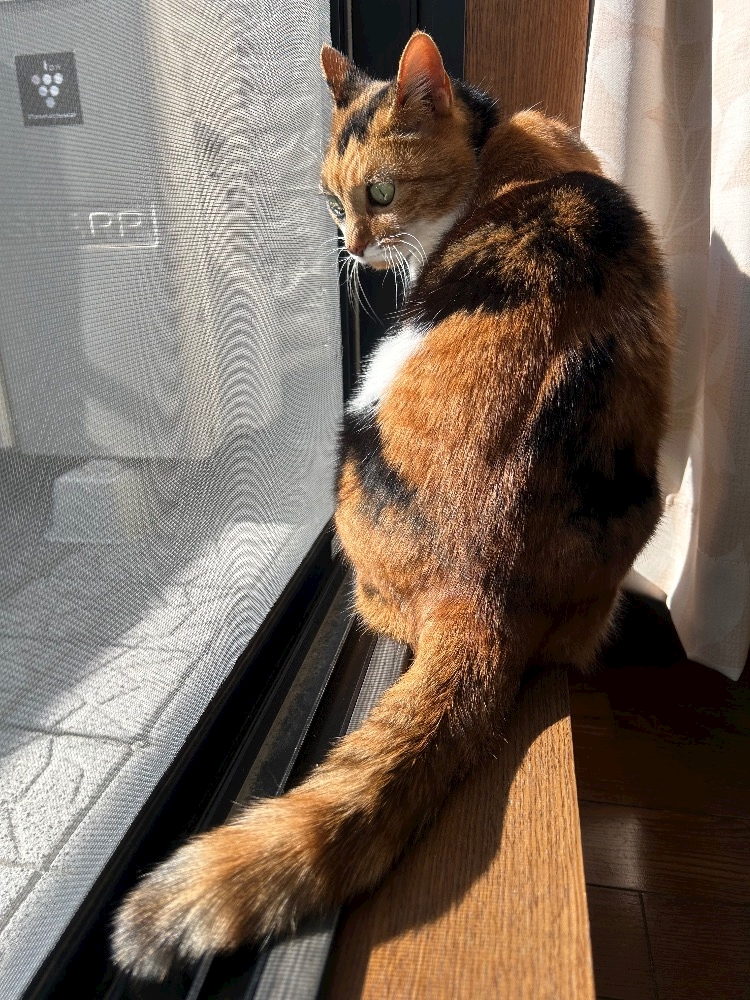 CLUB HANAN ANJO日記1550145