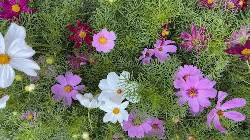 CLUB ONE CHAN 梅田堂山店日記1476713