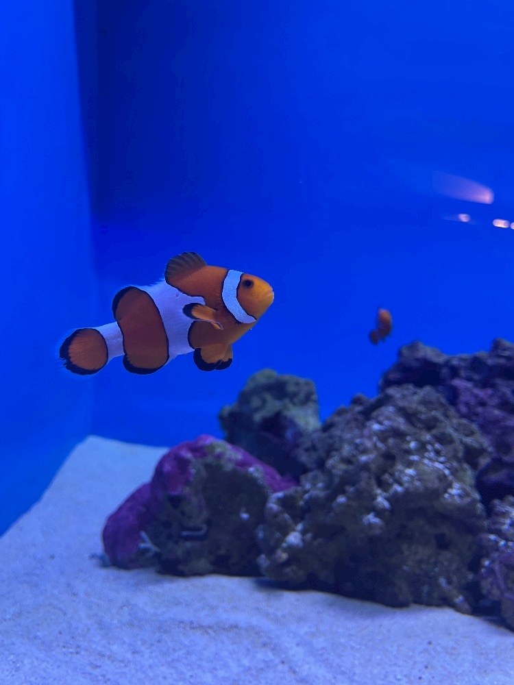 non-non日記1514868