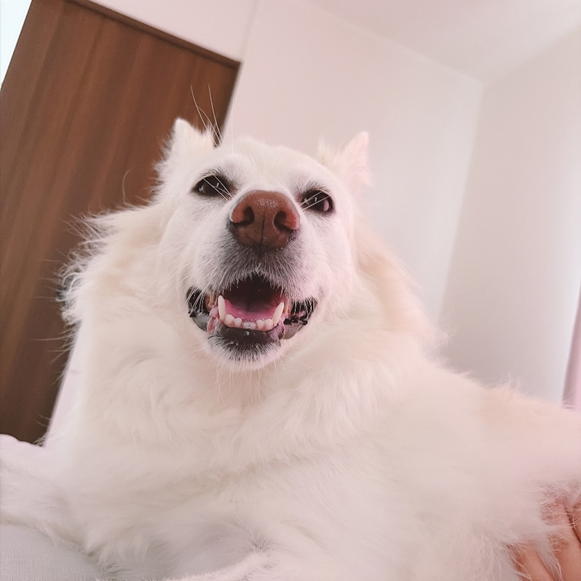 一条 葵