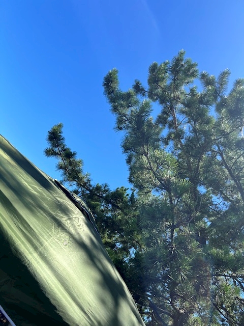 一条 葵