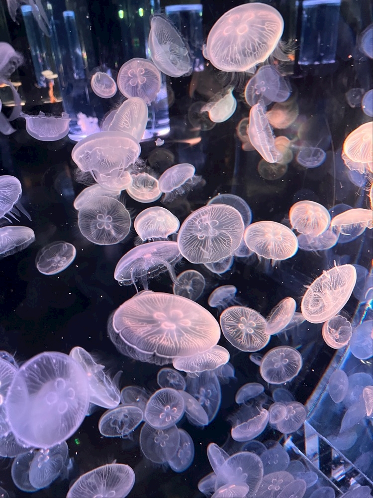 お出かけして帰ってきた時の家の久々感なにあれ