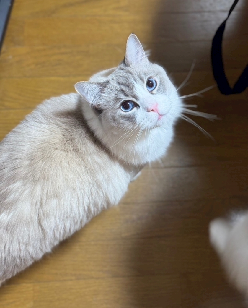 こんばんは🌛こはく