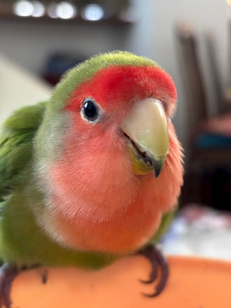 Lu's Luxe Lounge日記1500781