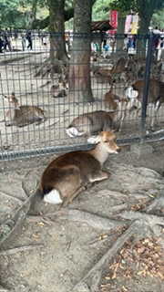 Bar Lounge 莉音　彦根駅前店日記1509217