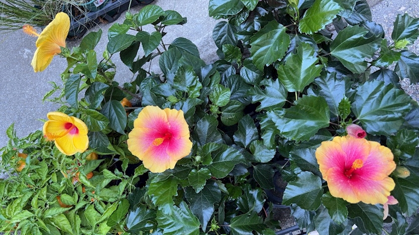 CLUB ONE CHAN 梅田堂山店日記1477403