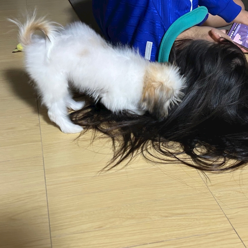 マルチーズとパピヨンのMIX犬🐶🐾ෆ˚*