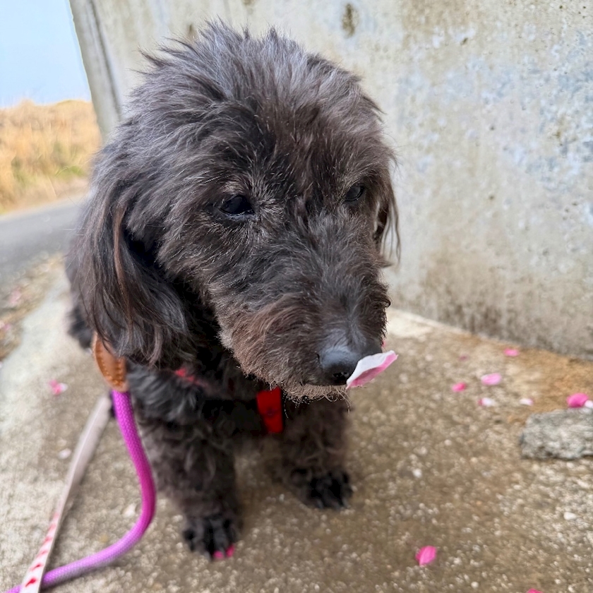 dolesline日記1648305