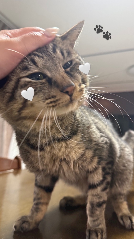 一条 葵