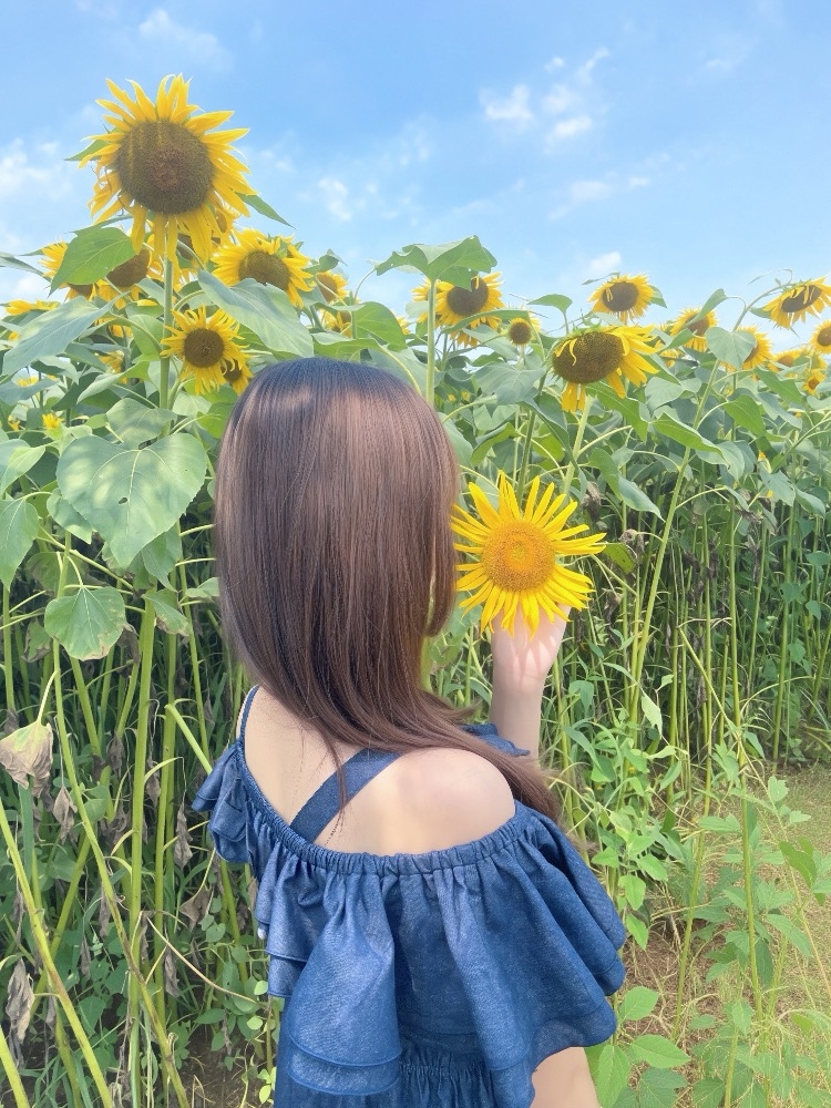 一条 葵