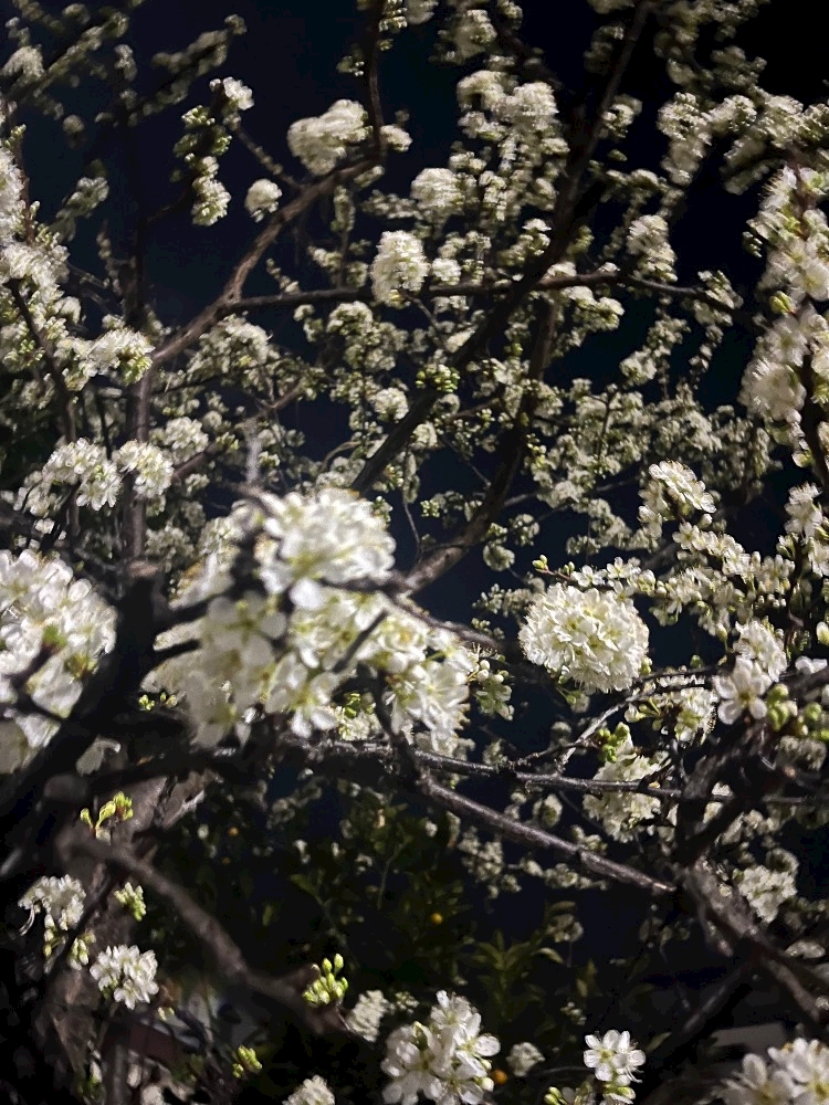 コンセプトカフェ えんじぇる日記1625447