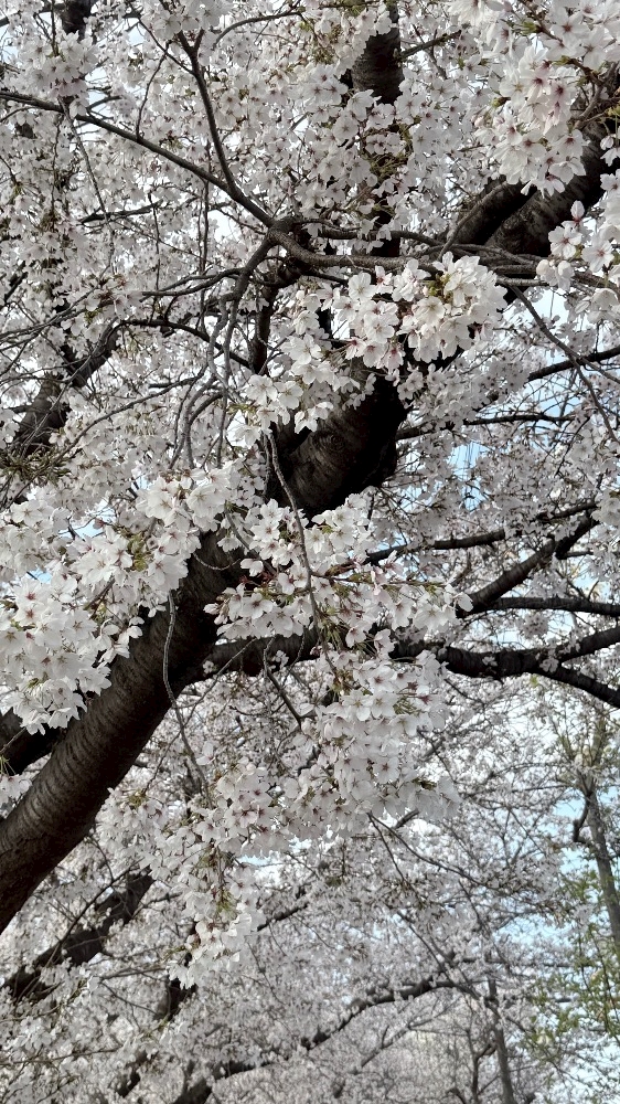 CLUB ONE CHAN -祇園白川店-日記1629103