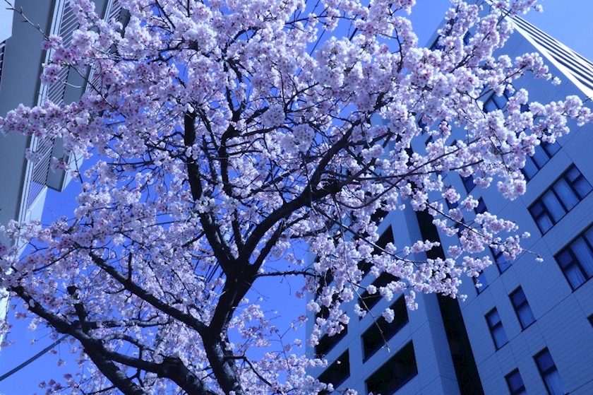 くらぶ色錦日記1610582