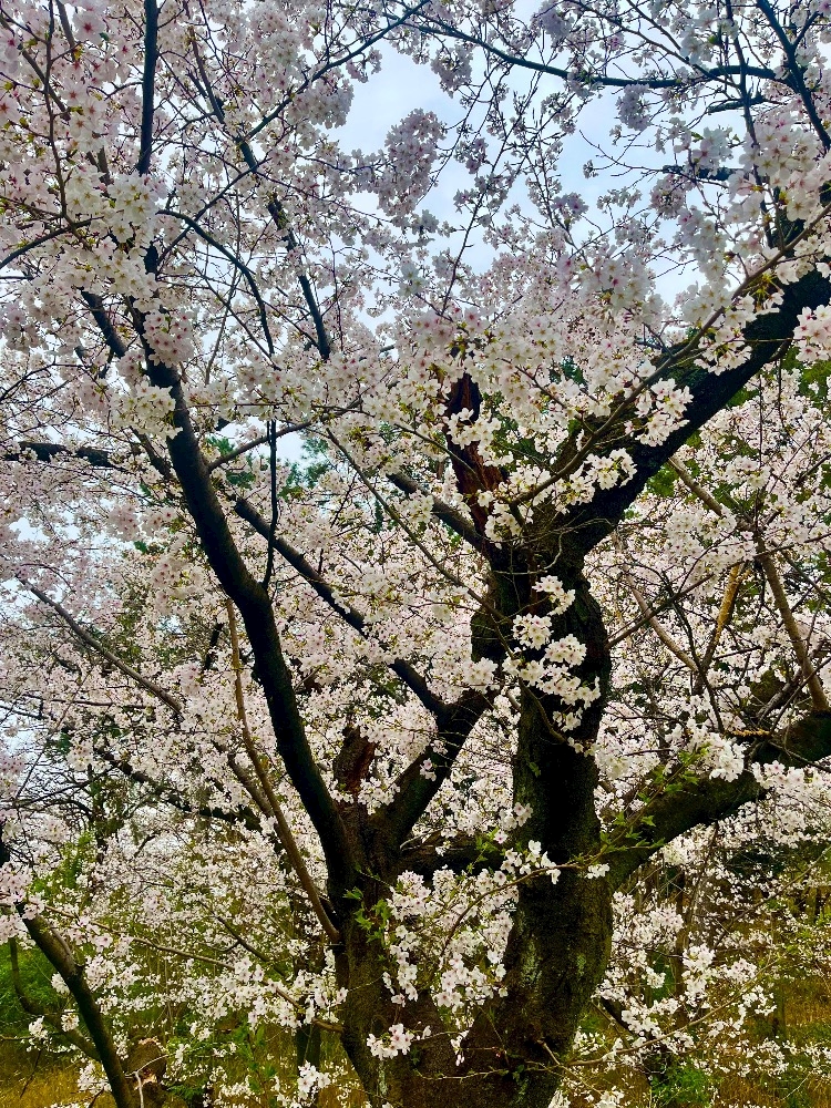 熟女キャバクラgllow日記1332248