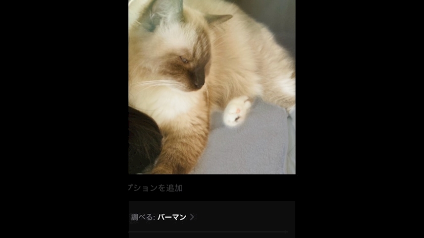 一条 葵