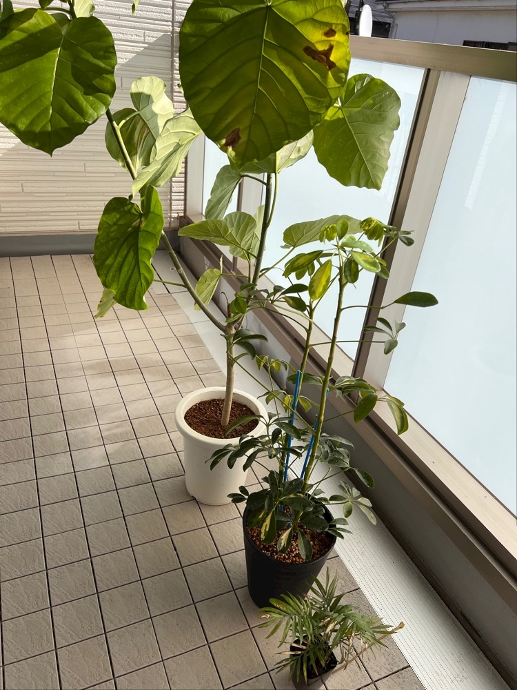 観葉植物育ててる奴に悪いやつはいない