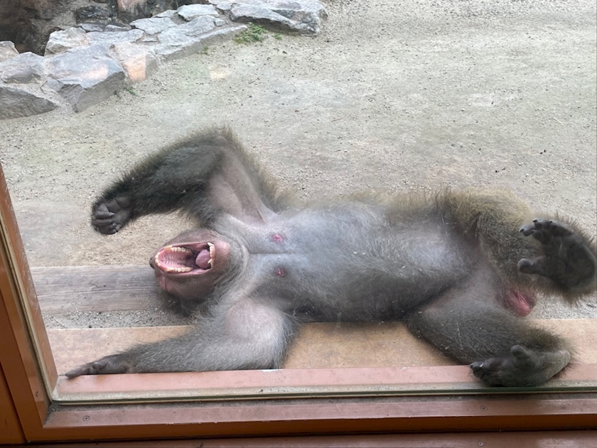 動物園の動物達みんな日陰に避難。