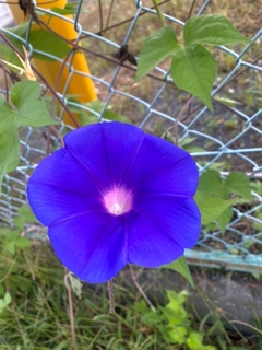 Club Sakura日記783412