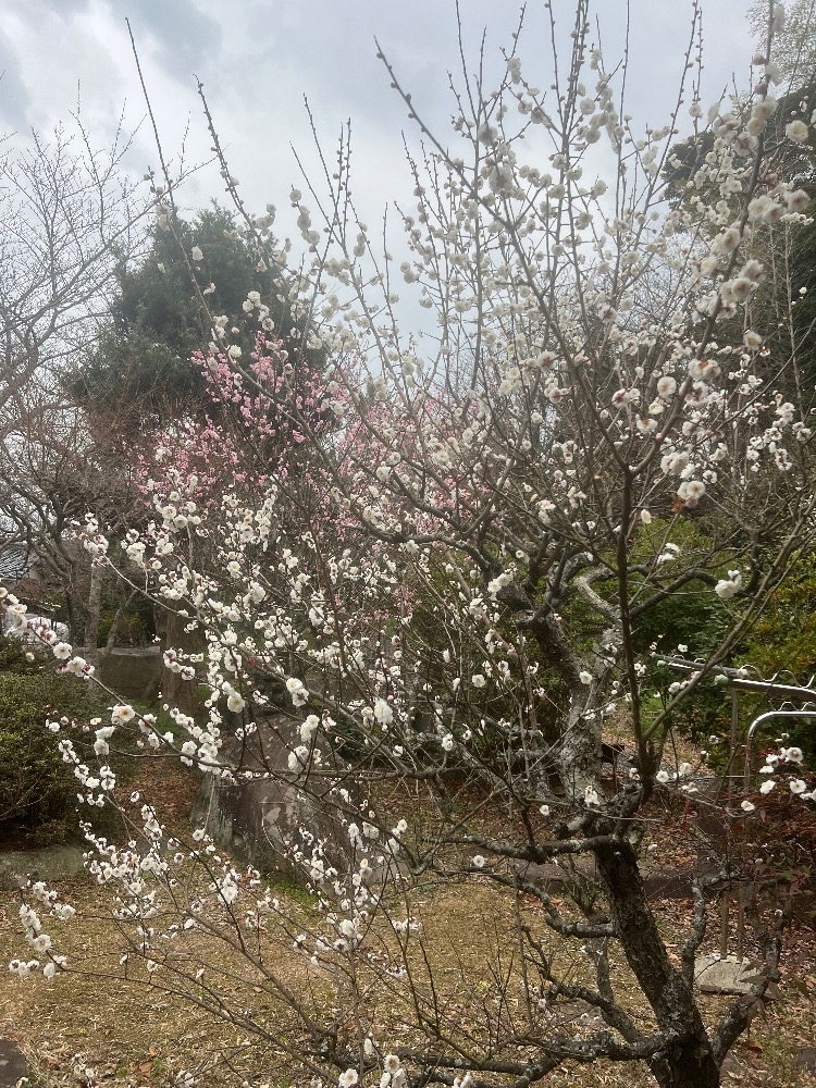 おかえりなさい日記1605778