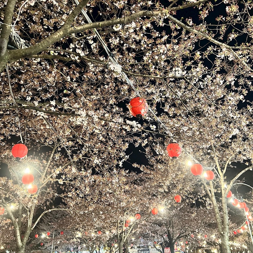 WISTERIA日記1638555