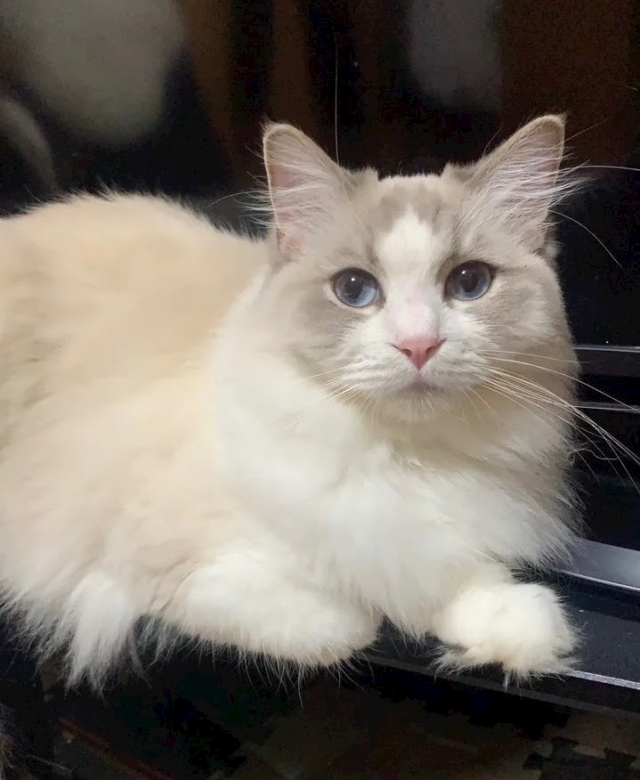 こんばんは🌛こはく