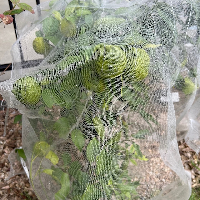 熟女キャバクラgllow日記1513708