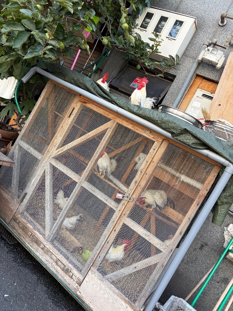 湊崎　さな