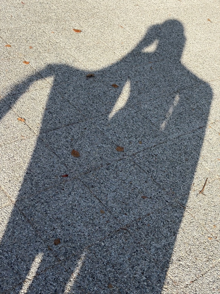 一条 葵
