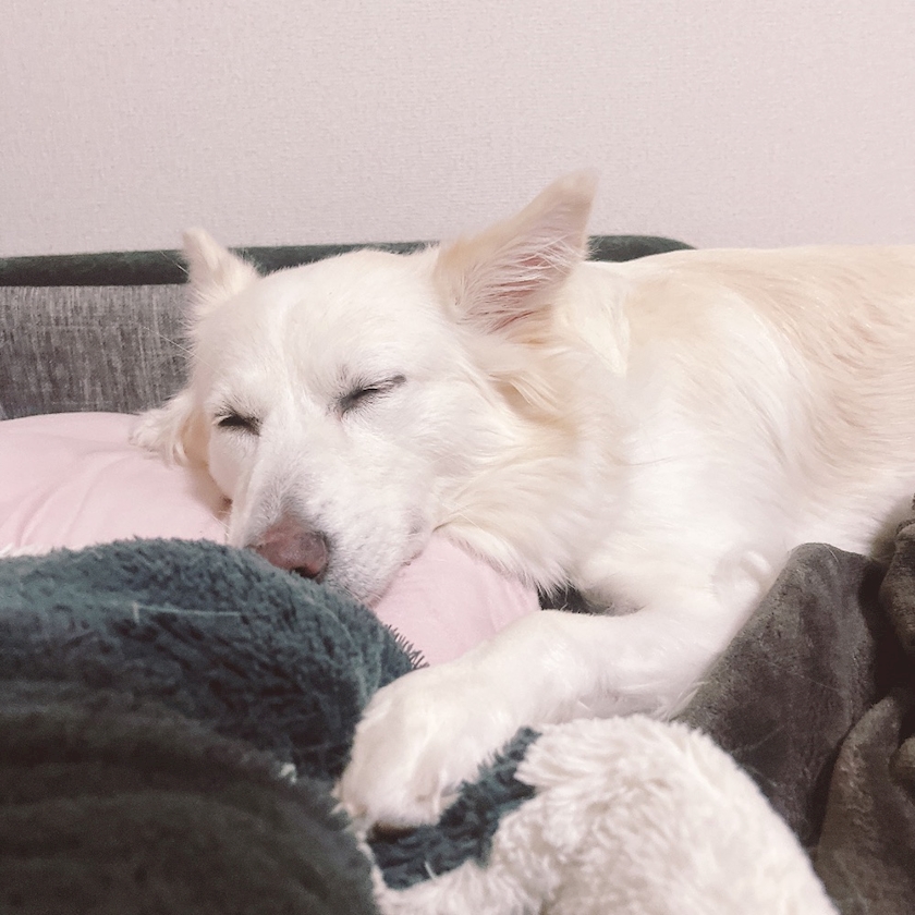 クラブグリム・小牧店日記1544475