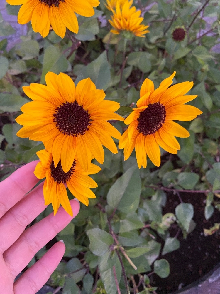 club MARVELOUS日記1636428