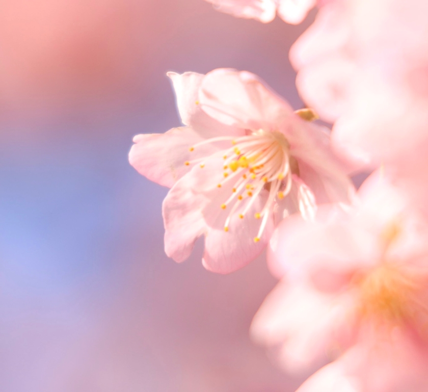 CLUB HANAN ANJO日記1621339