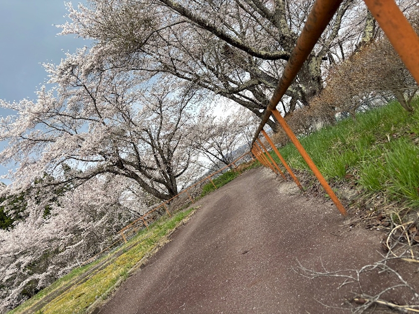 今日はさくらの日🌸