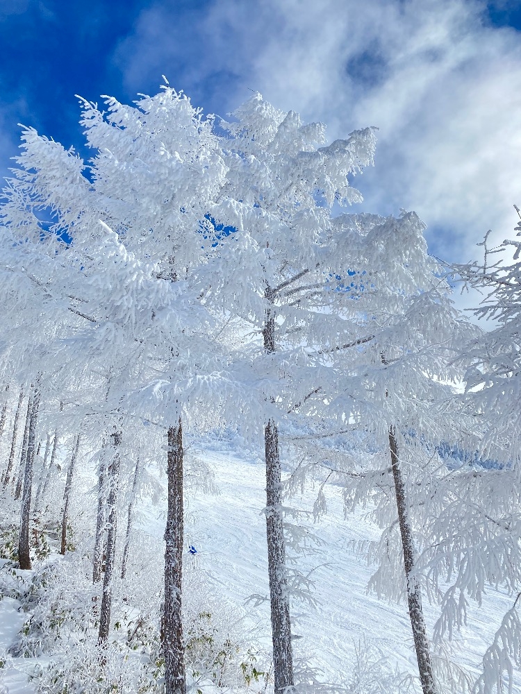 WISTERIA日記1559885