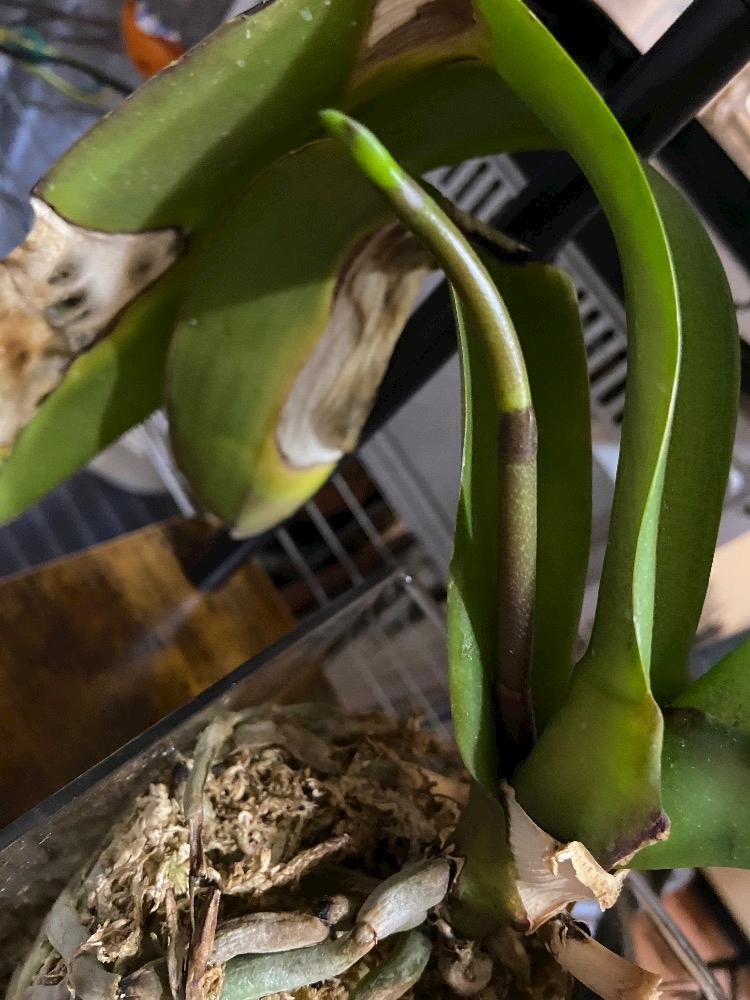 CLUB ONE CHAN -祇園白川店-日記1599003