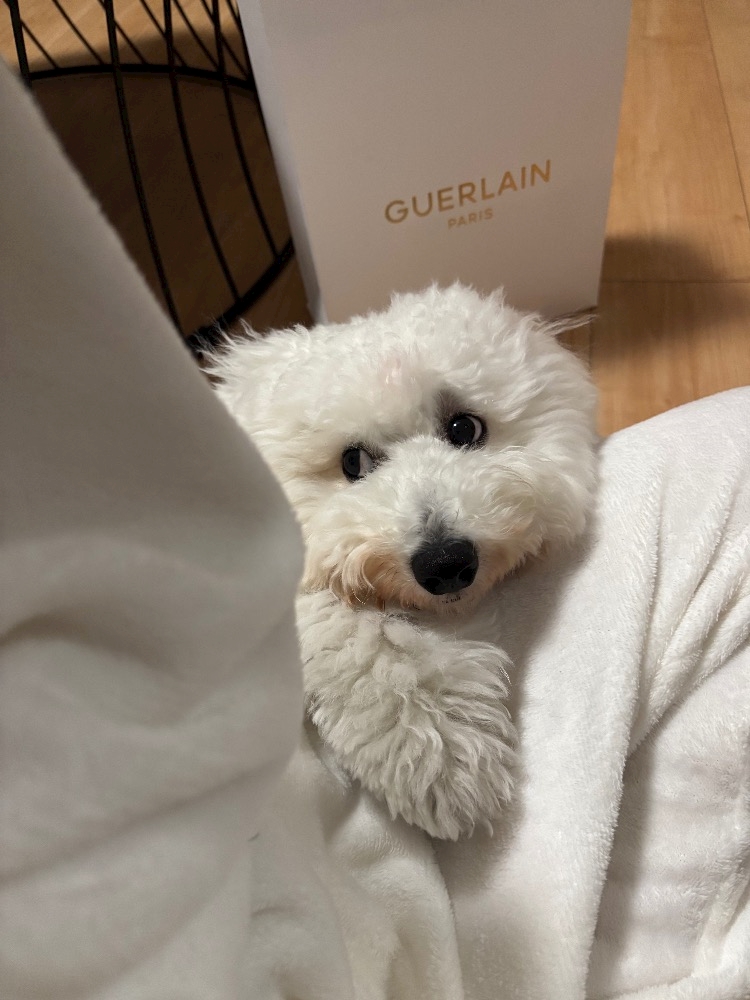 WISTERIA日記1507512