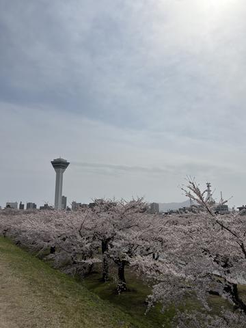 一条 葵